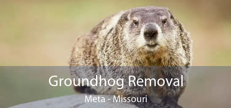 Groundhog Removal Meta - Missouri