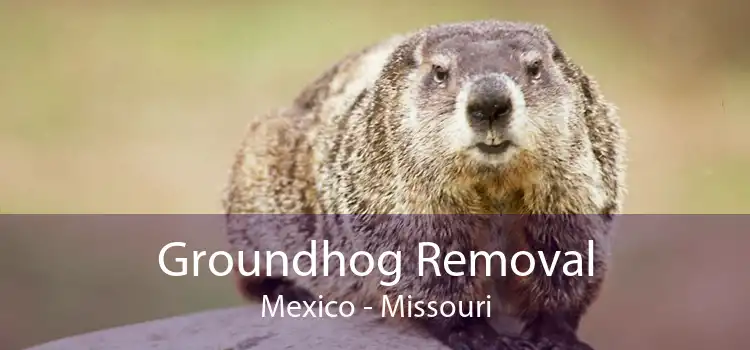 Groundhog Removal Mexico - Missouri