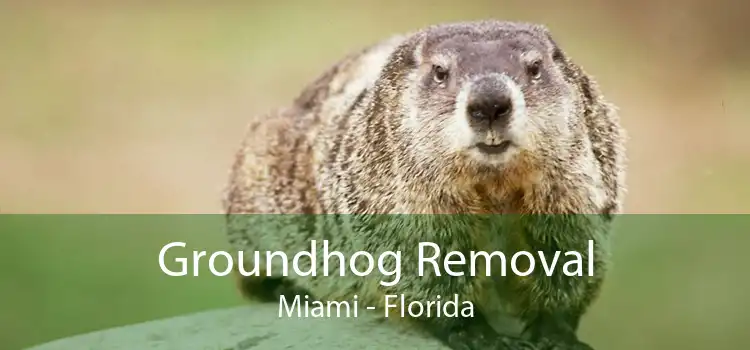Groundhog Removal Miami - Florida