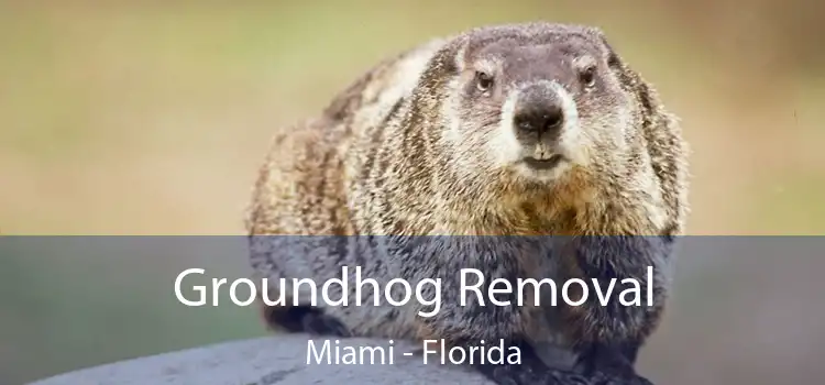 Groundhog Removal Miami - Florida