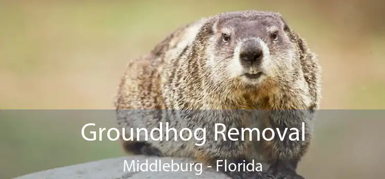 Groundhog Removal Middleburg - Florida