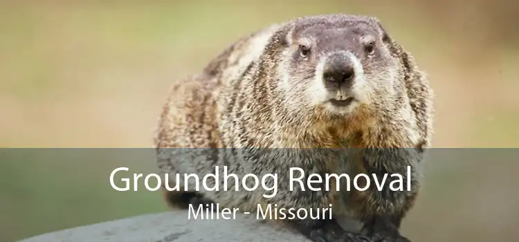 Groundhog Removal Miller - Missouri
