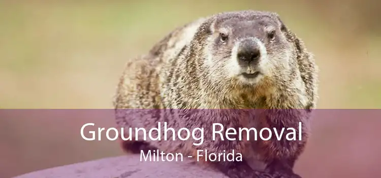 Groundhog Removal Milton - Florida