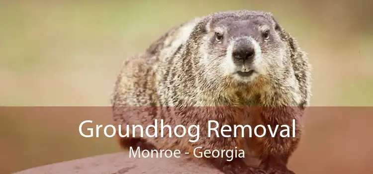 Groundhog Removal Monroe - Georgia