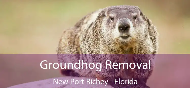 Groundhog Removal New Port Richey - Florida