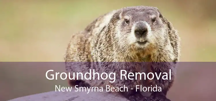 Groundhog Removal New Smyrna Beach - Florida