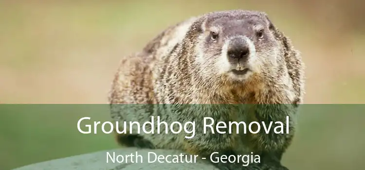 Groundhog Removal North Decatur - Georgia