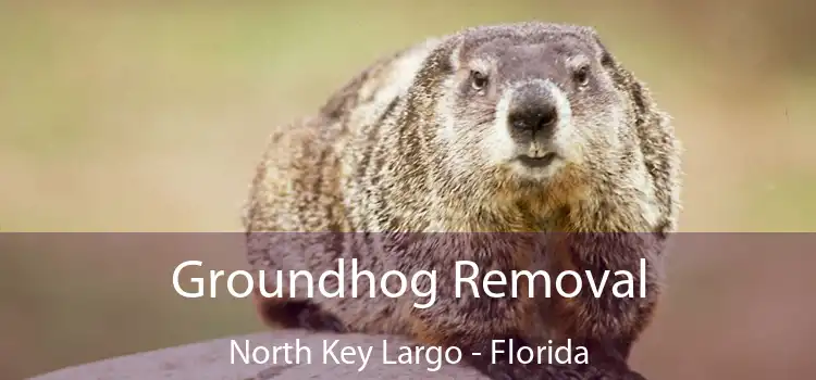 Groundhog Removal North Key Largo - Florida