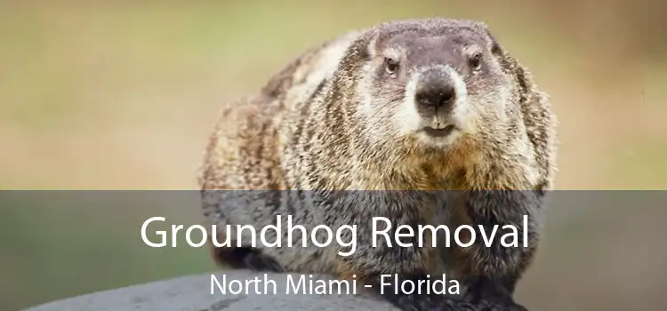 Groundhog Removal North Miami - Florida