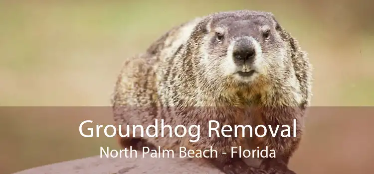 Groundhog Removal North Palm Beach - Florida