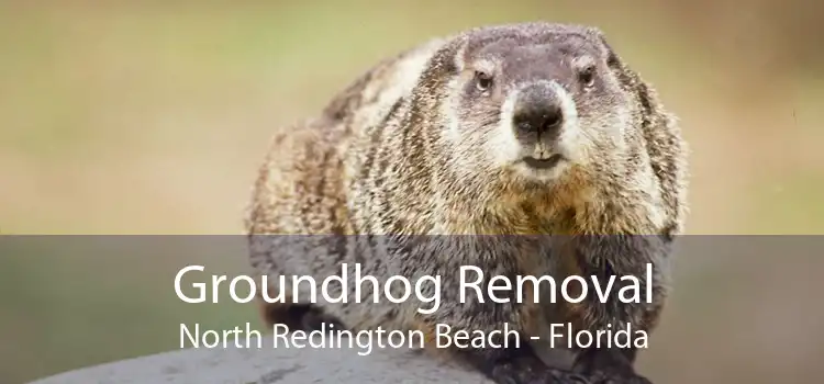 Groundhog Removal North Redington Beach - Florida