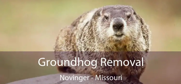 Groundhog Removal Novinger - Missouri