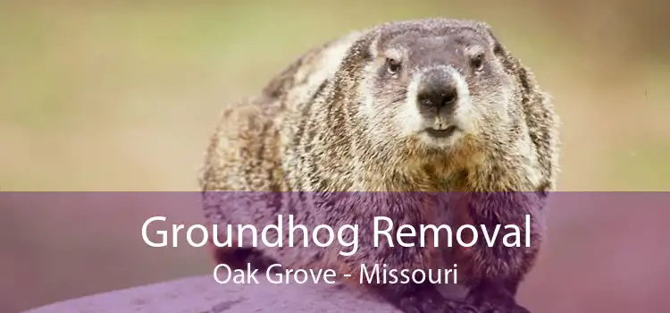 Groundhog Removal Oak Grove - Missouri