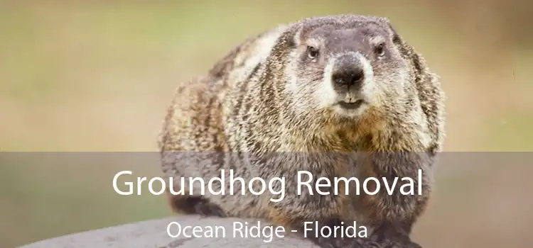 Groundhog Removal Ocean Ridge - Florida