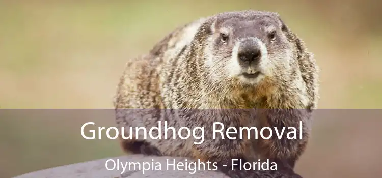 Groundhog Removal Olympia Heights - Florida
