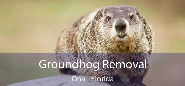 Groundhog Removal Ona - Florida