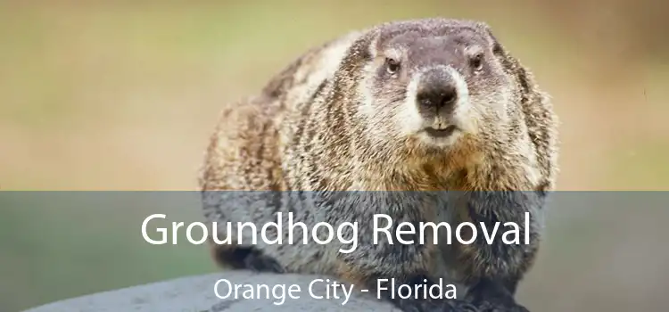 Groundhog Removal Orange City - Florida