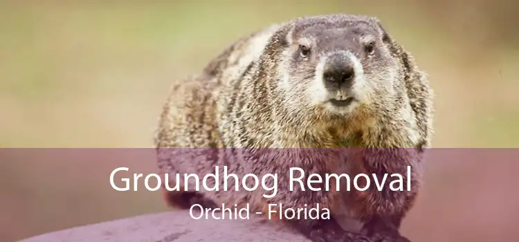 Groundhog Removal Orchid - Florida
