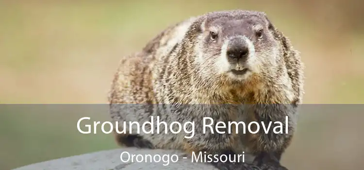 Groundhog Removal Oronogo - Missouri