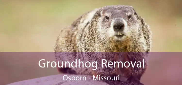 Groundhog Removal Osborn - Missouri