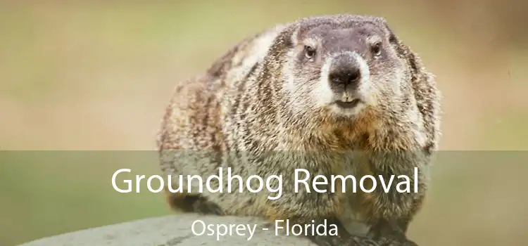 Groundhog Removal Osprey - Florida