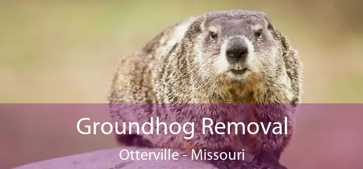 Groundhog Removal Otterville - Missouri