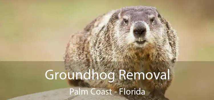 Groundhog Removal Palm Coast - Florida