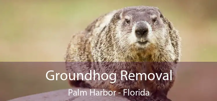 Groundhog Removal Palm Harbor - Florida