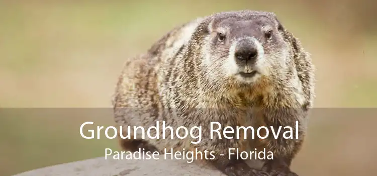 Groundhog Removal Paradise Heights - Florida