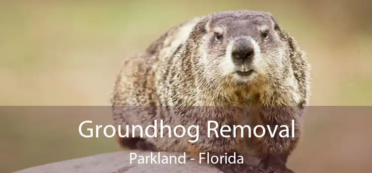 Groundhog Removal Parkland - Florida