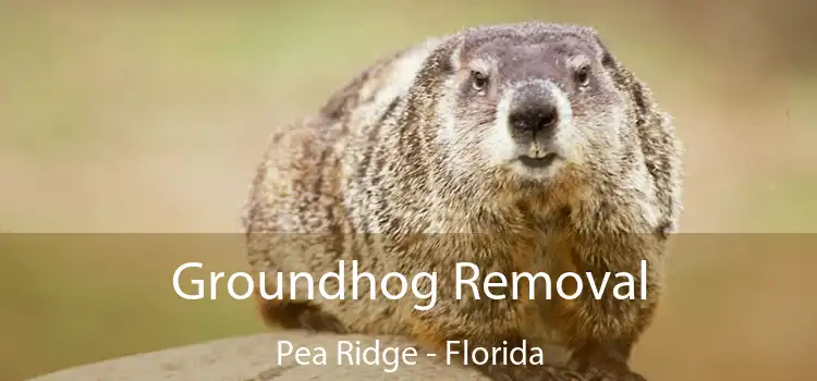 Groundhog Removal Pea Ridge - Florida