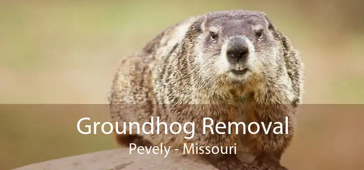 Groundhog Removal Pevely - Missouri