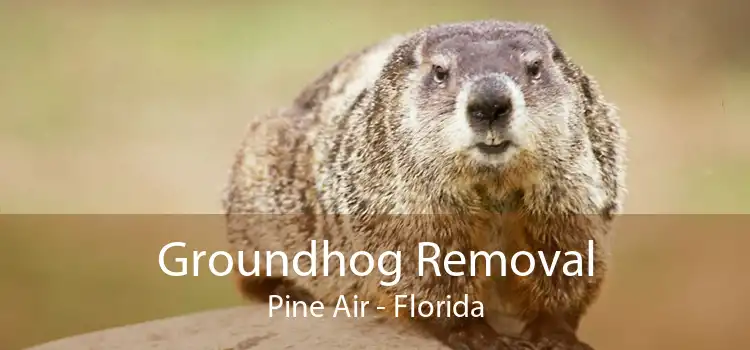 Groundhog Removal Pine Air - Florida