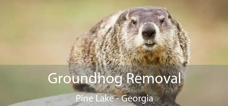 Groundhog Removal Pine Lake - Georgia