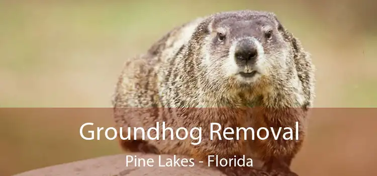 Groundhog Removal Pine Lakes - Florida