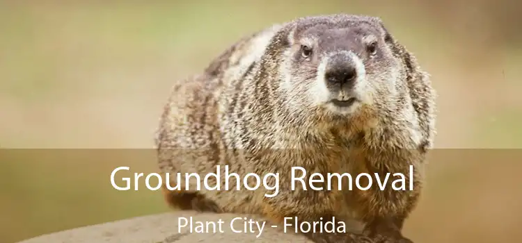 Groundhog Removal Plant City - Florida