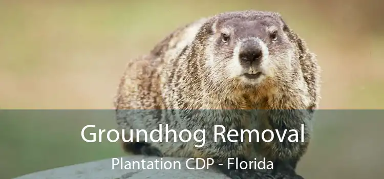 Groundhog Removal Plantation CDP - Florida