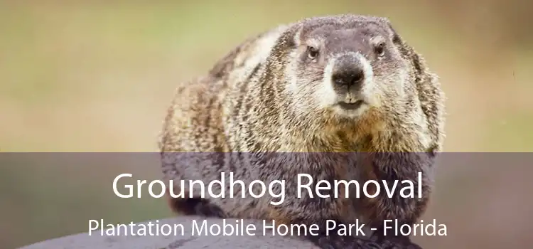 Groundhog Removal Plantation Mobile Home Park - Florida