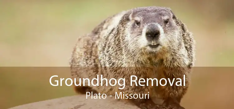 Groundhog Removal Plato - Missouri