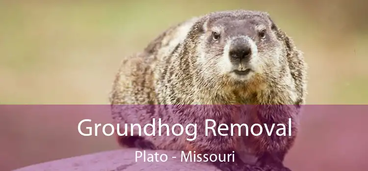 Groundhog Removal Plato - Missouri