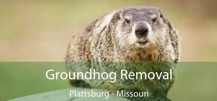 Groundhog Removal Plattsburg - Missouri