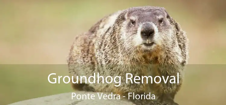 Groundhog Removal Ponte Vedra - Florida