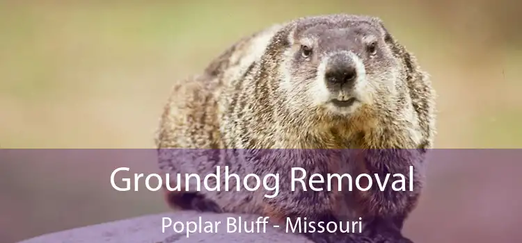 Groundhog Removal Poplar Bluff - Missouri