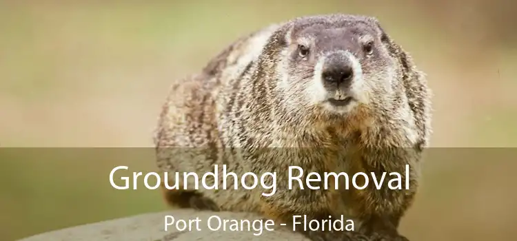 Groundhog Removal Port Orange - Florida