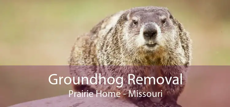 Groundhog Removal Prairie Home - Missouri