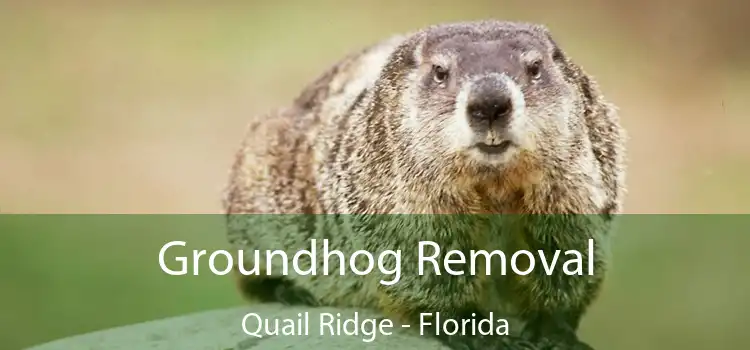 Groundhog Removal Quail Ridge - Florida