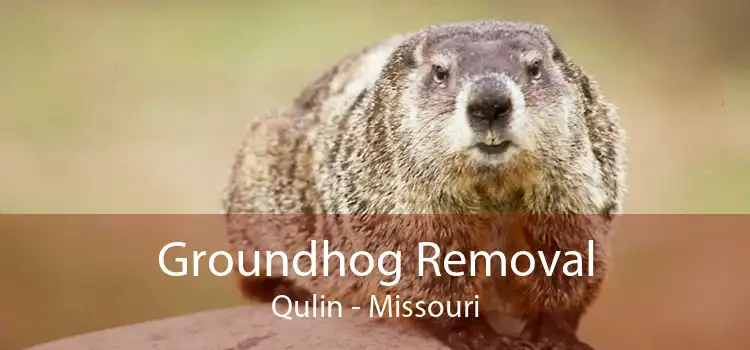 Groundhog Removal Qulin - Missouri