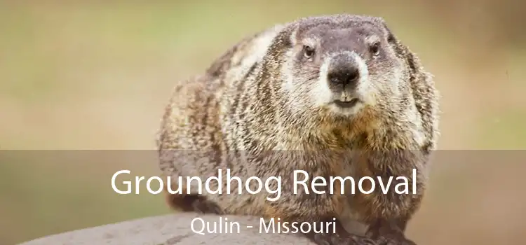 Groundhog Removal Qulin - Missouri