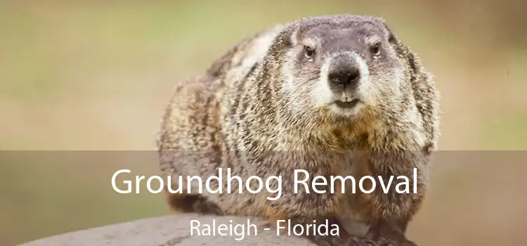Groundhog Removal Raleigh - Florida