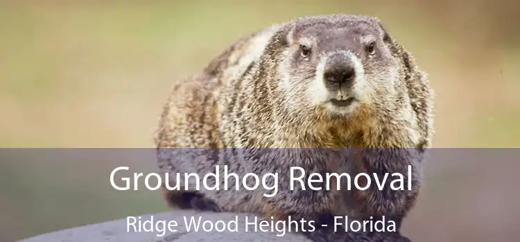 Groundhog Removal Ridge Wood Heights - Florida